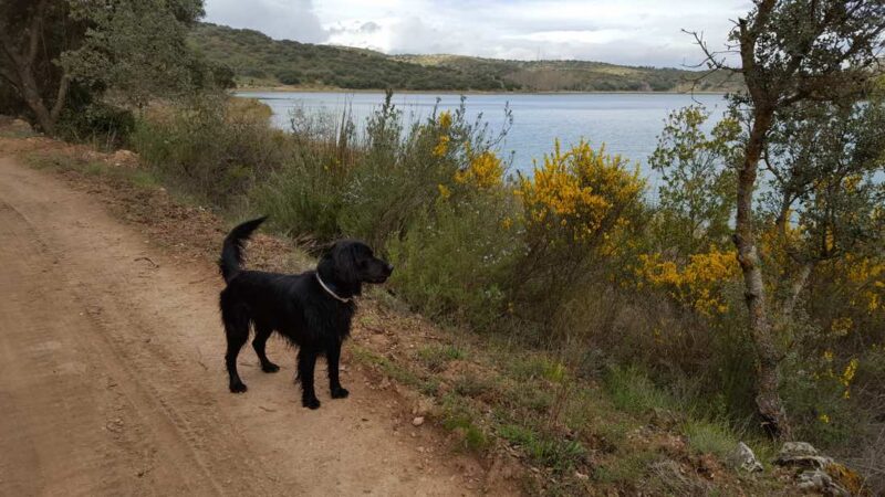 paseo con mascota lagunas de ruidera
