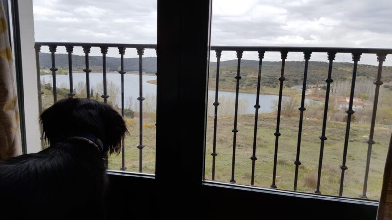 perro en lagunas de ruidera hotel doña ruidera