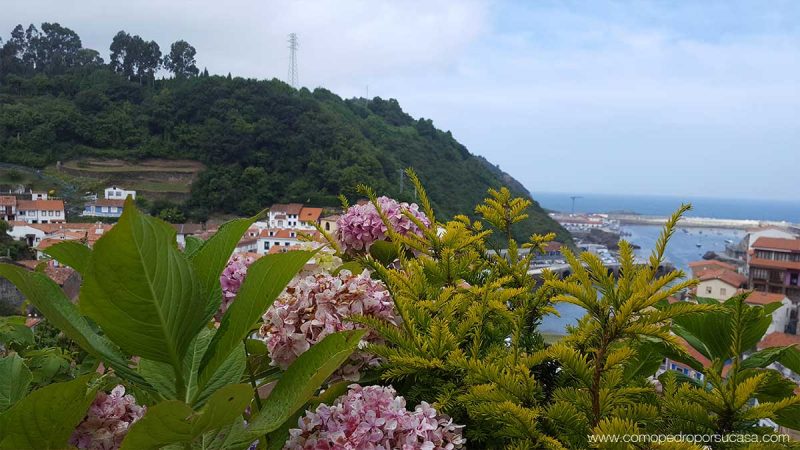 vegetacion y flores de cudillero