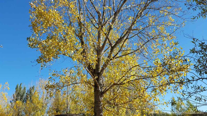 arbol otoño escalona toledo