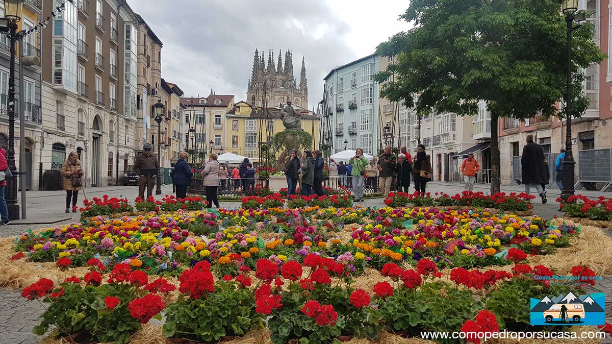 Fiesta de las Flores Burgos 2019 🌸🌺